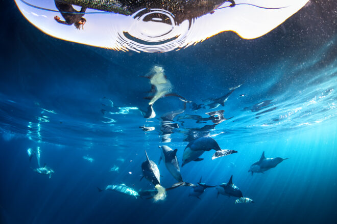 Sea Life Art - Blakey’s Dream