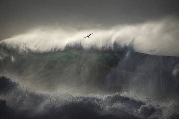 Powerful breaking ocean waves with a seabird flying above at sunrise at Bronte Beach, Sydney, fine art ocean photography.