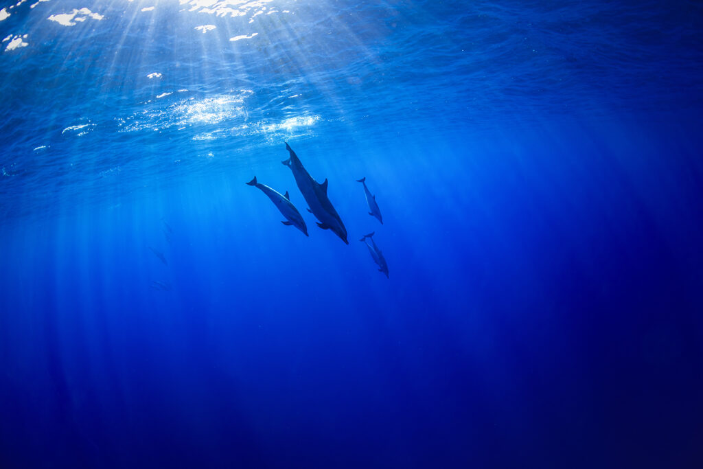 Dolphin Secrets Part 1 - Dolphins showcasing speed, deep diving, intelligence, tool use, and cultural learning across species