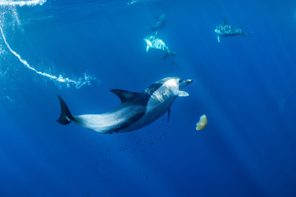 Dolphin Secrets Part 1 - Dolphins showcasing speed, deep diving, intelligence, tool use, and cultural learning across species