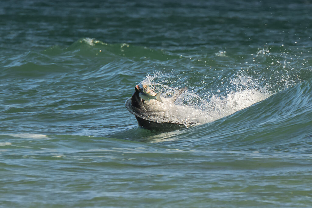 Dolphin Secrets Part 1 - Dolphins showcasing speed, deep diving, intelligence, tool use, and cultural learning across species
