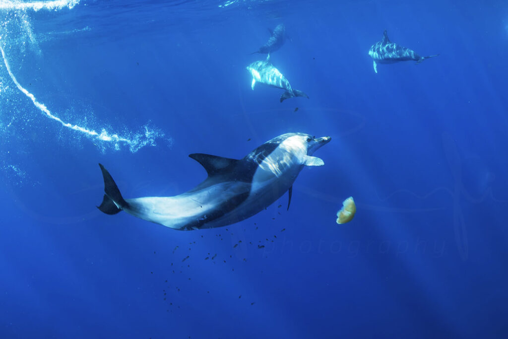 Dolphin Secrets Part 1 - Dolphins showcasing speed, deep diving, intelligence, tool use, and cultural learning across species