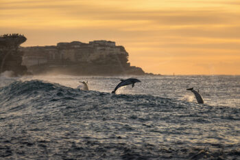 Bottlenose dolphins leaping through waves at sunrise off Tamarama Beach, Sydney, coastal wildlife photography