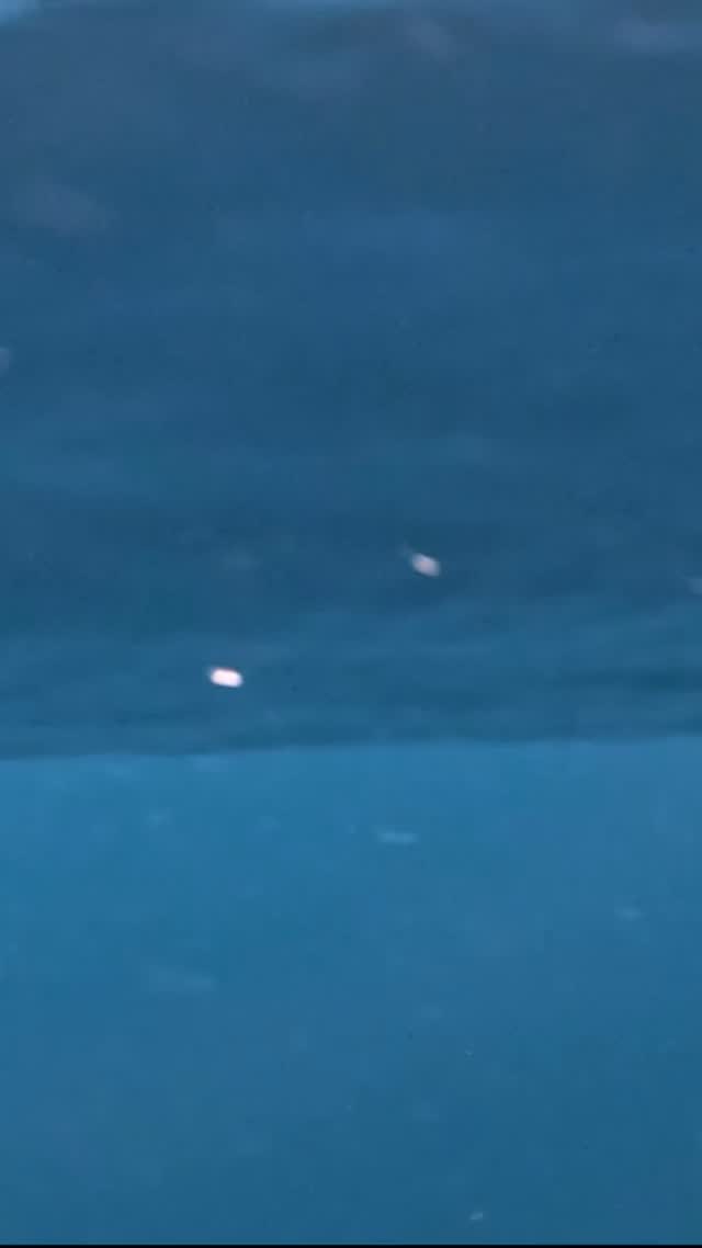 #dolphin #ocean #adventure #happylife #sunshine #Australia #seeaustralia #feelnsw  #exploreaustralia #nsw #underwater #sea #wildlife #discoverearth