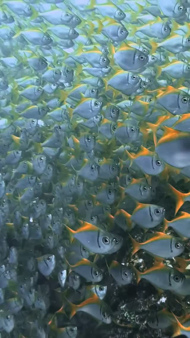 #diving #freediving #ocean #natue #fish #sydney #australia #seeaustralia #adventure