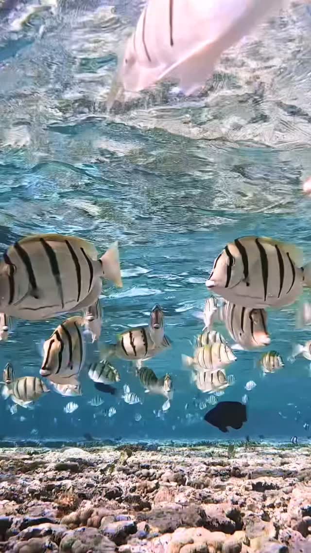 #ocean #friends #discoverearth #adventure #happylife #sunshine #underwater #sea #wildlife #ladyelliotisland #queensland  #discoverearth #coralreef 
#greatbarrierreef #diving #freediving