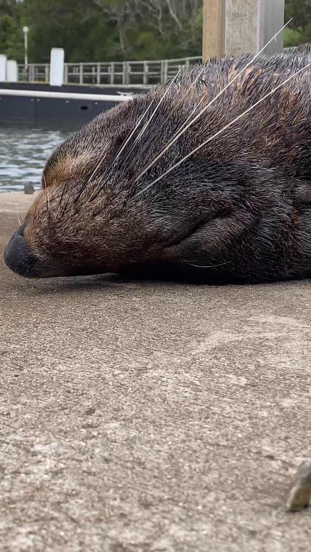 #seal #sleepy #restiing #lazy #ocean #natue #australia #seeaustralia #adventure