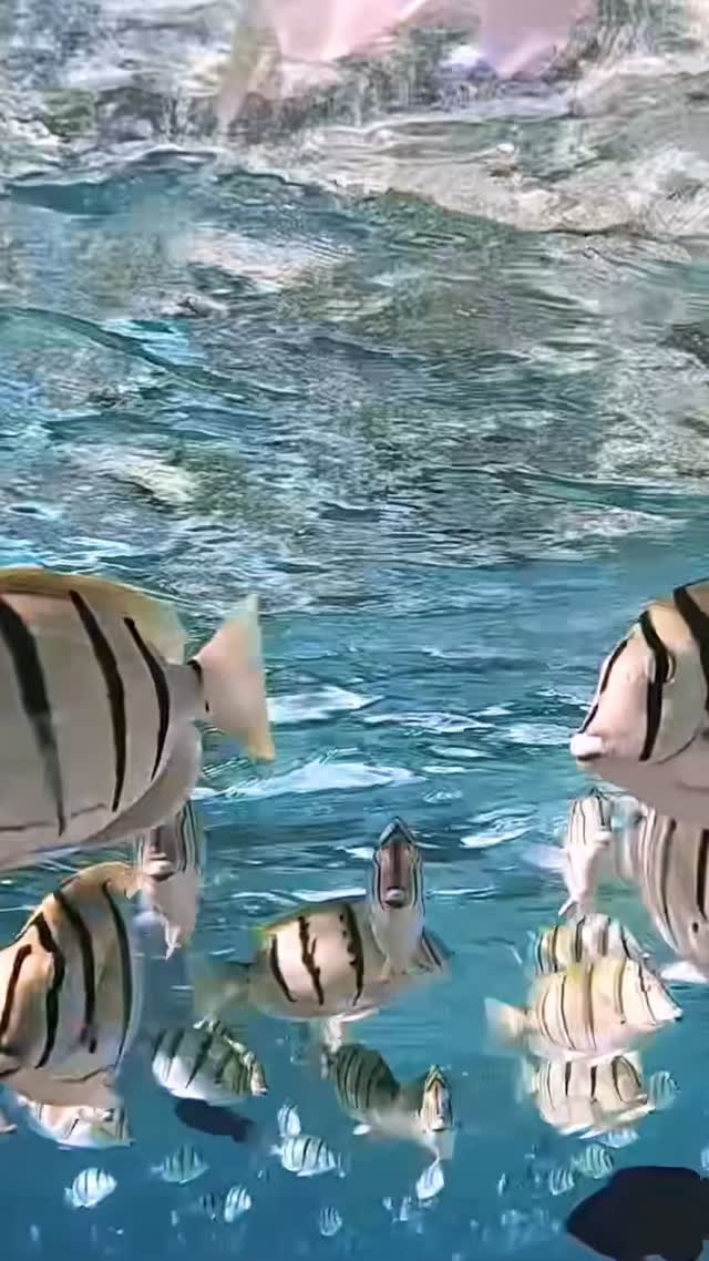 #ocean #friends #discoverearth #adventure #happylife #sunshine #underwater #sea #wildlife #ladyelliotisland #queensland  #discoverearth #coralreef 
#greatbarrierreef #diving #freediving