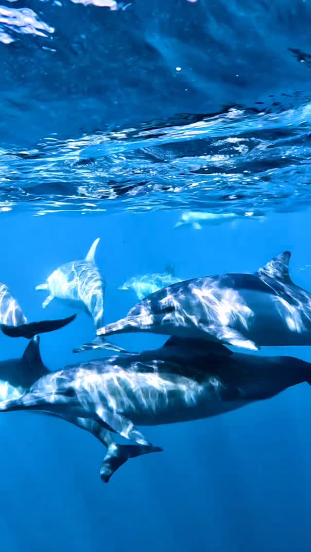 #dolphin #ocean #adventure