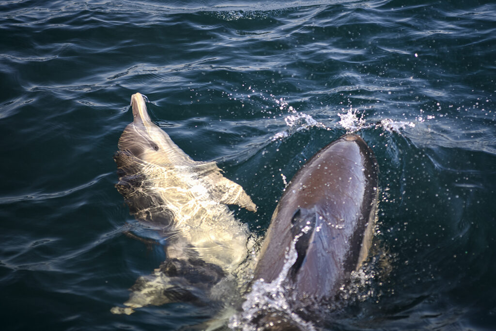 olphin Secrets Part 2 – Exploring dolphin behavior including wave riding, skin renewal, sexual and social bonds, aggression, and healing abilities in the wild.