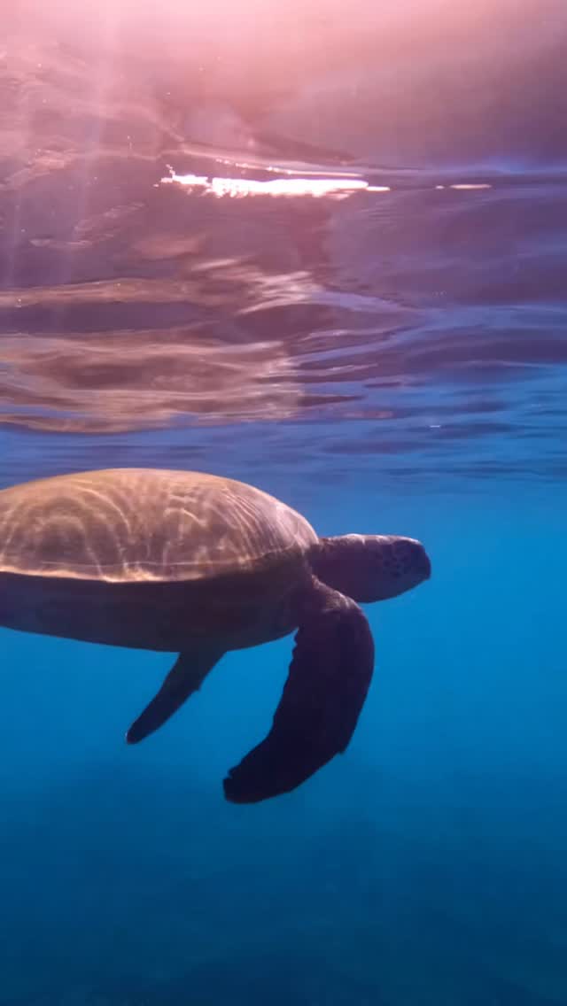 A friendly green sea turtle drifting peacefully through the crystal-clear waters of Lady Elliot Island.