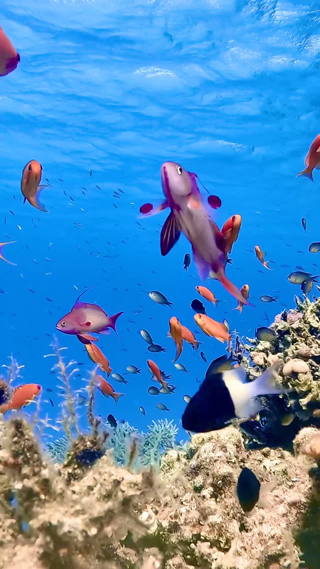Underwater paradise 🩵