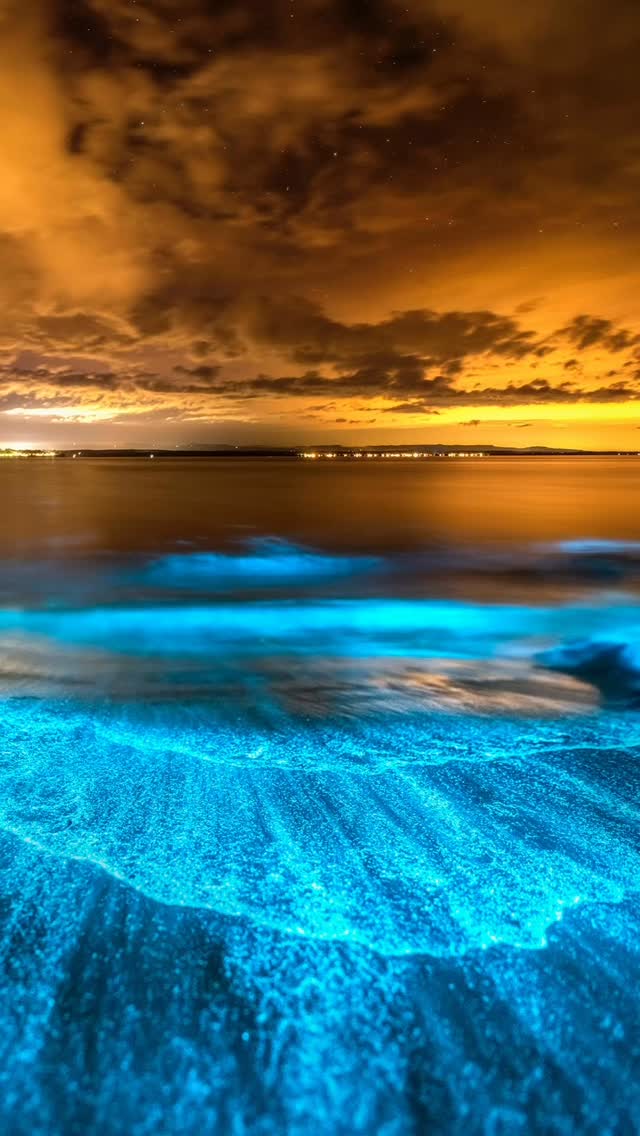 Bioluminescence Paradise 🩵