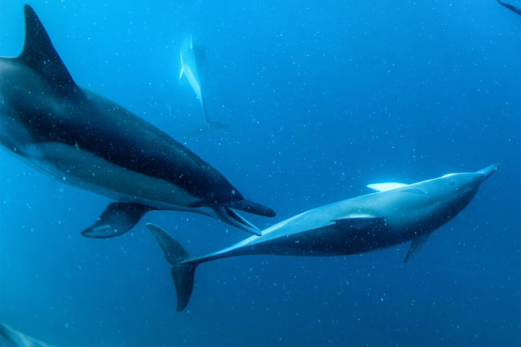 olphin Secrets Part 2 – Exploring dolphin behavior including wave riding, skin renewal, sexual and social bonds, aggression, and healing abilities in the wild.
