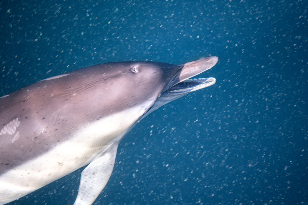 olphin Secrets Part 2 – Exploring dolphin behavior including wave riding, skin renewal, sexual and social bonds, aggression, and healing abilities in the wild.