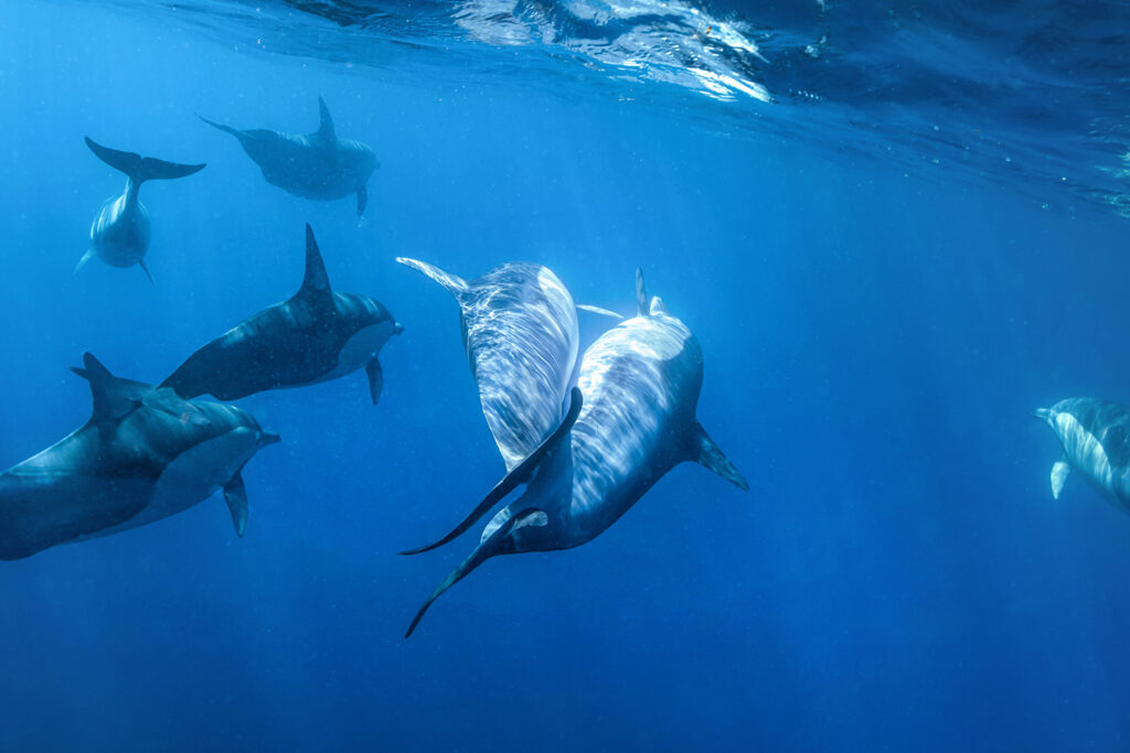 olphin Secrets Part 2 – Exploring dolphin behavior including wave riding, skin renewal, sexual and social bonds, aggression, and healing abilities in the wild.