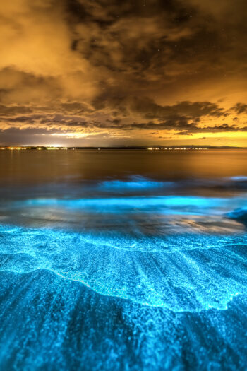 Fine Art Print - Bioluminescence Paradise
