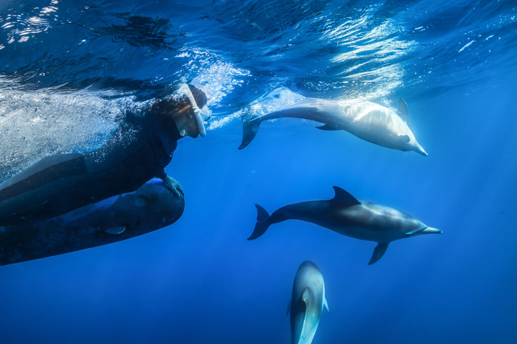 olphin Secrets Part 2 – Exploring dolphin behavior including wave riding, skin renewal, sexual and social bonds, aggression, and healing abilities in the wild.