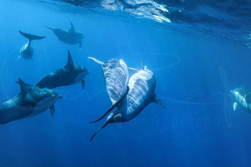 Dolphin Secrets Part 2 – Exploring dolphin behavior including wave riding, skin renewal, sexual and social bonds, aggression, and healing abilities in the wild.