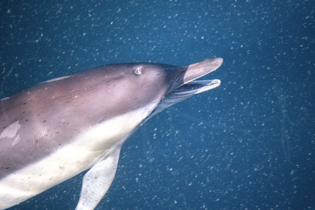 Dolphin Secrets Part 2 – Exploring dolphin behavior including wave riding, skin renewal, sexual and social bonds, aggression, and healing abilities in the wild.