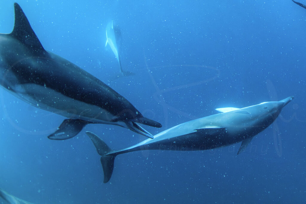 Dolphin Secrets Part 2 – Exploring dolphin behavior including wave riding, skin renewal, sexual and social bonds, aggression, and healing abilities in the wild.