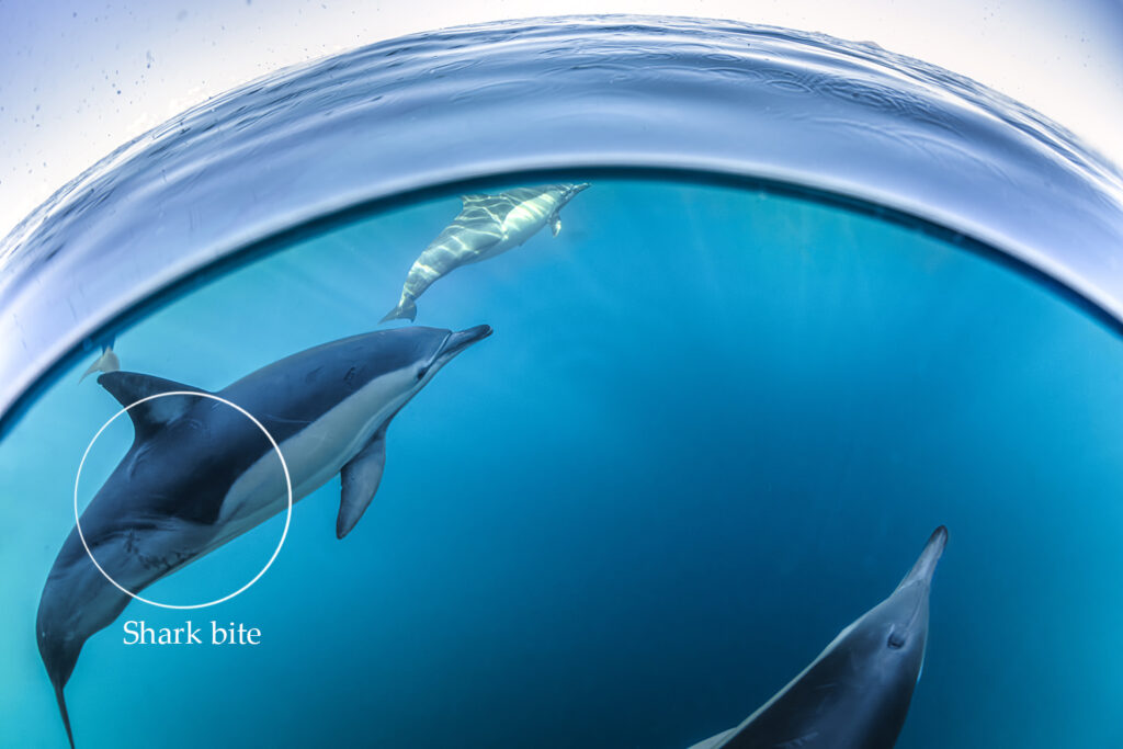 olphin Secrets Part 2 – Exploring dolphin behavior including wave riding, skin renewal, sexual and social bonds, aggression, and healing abilities in the wild.