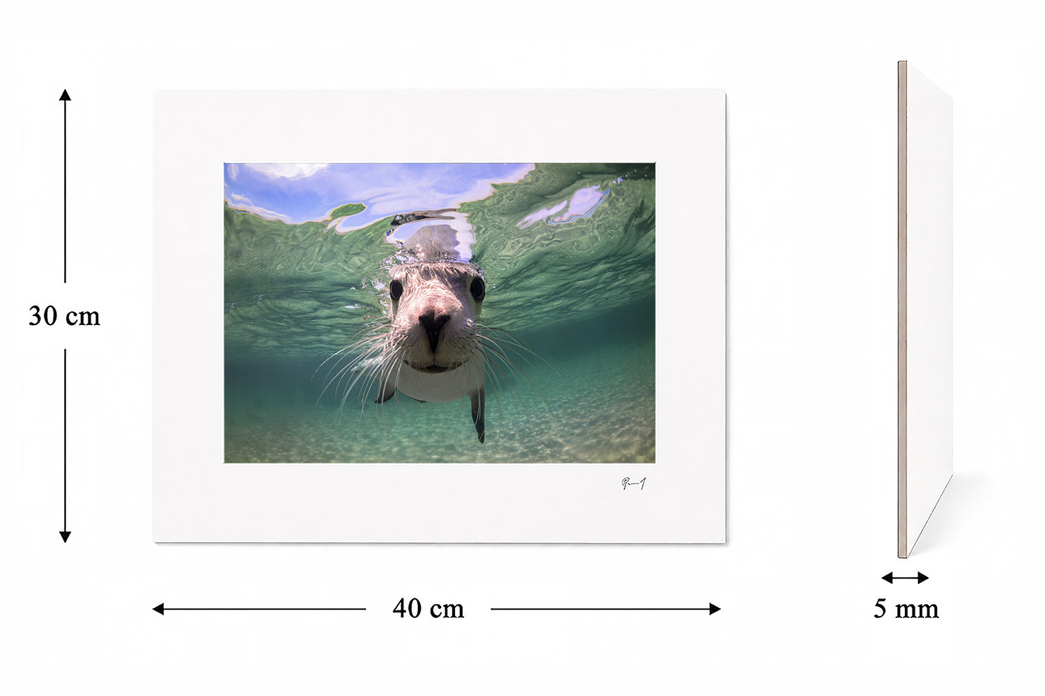 30 × 40 cm mounted fine art print of an Australian sea lion at Baird Bay, shown with its 5 mm board thickness.