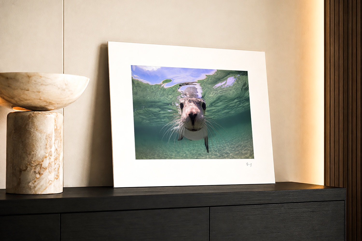 Mounted Australian sea lion fine art print displayed on a cabinet, photographed underwater at Baird Bay, South Australia.