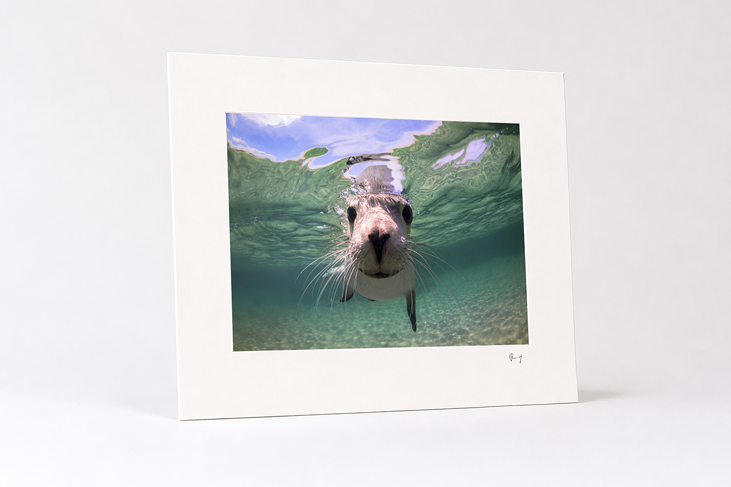 Mounted fine art photography print of an Australian sea lion swimming underwater at Baird Bay, South Australia.