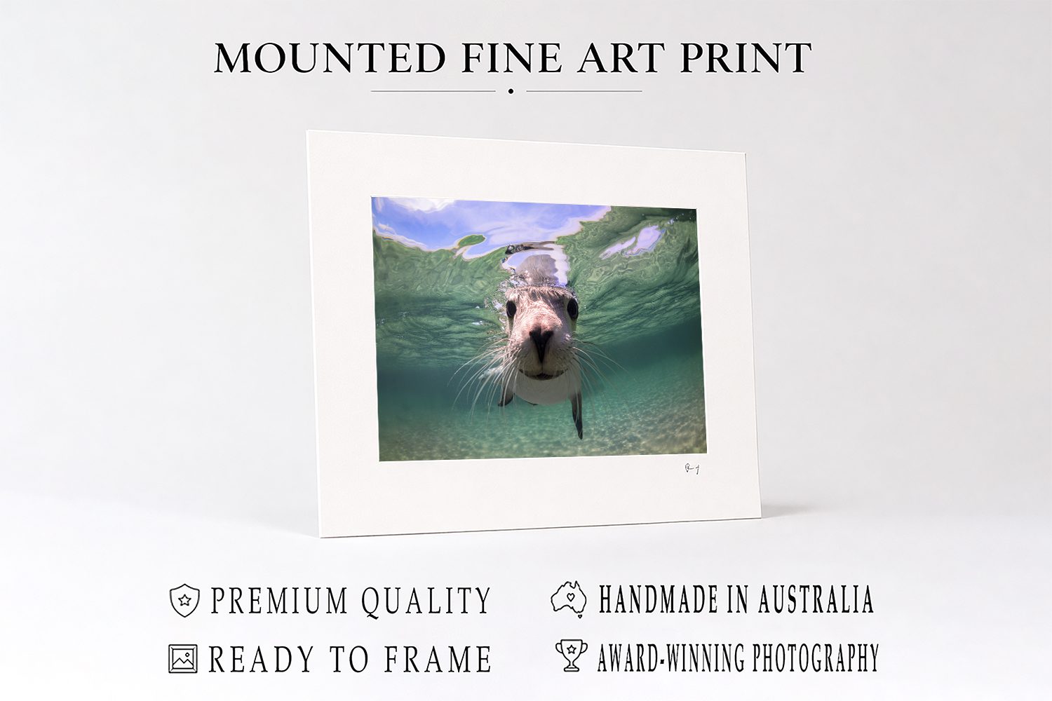 Mounted fine art print featuring an Australian sea lion underwater at Baird Bay, handmade in Australia and ready to frame.