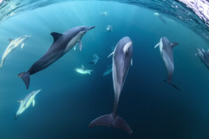 Pod of common dolphins swims through deep water near Cabbage Tree Island – Fine Art Ocean Print, "Follow The Pod"