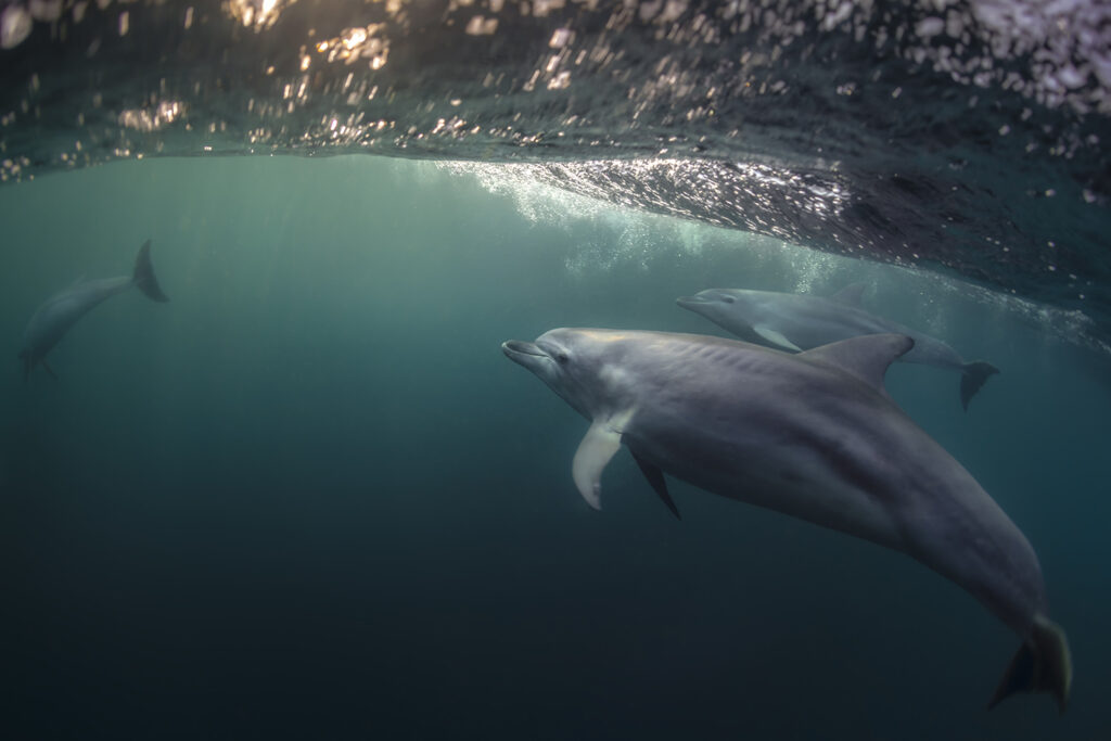 Dolphin Secrets Part 3 – Dolphins showing social bonds, rescue behaviour, parenting, and cooperation with humans in the wild