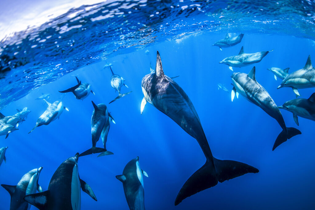 Dolphin Secrets Part 3 – Dolphins showing social bonds, rescue behaviour, parenting, and cooperation with humans in the wild