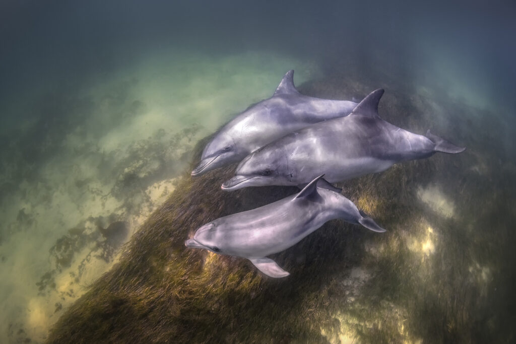 Dolphin Secrets Part 3 – Dolphins showing social bonds, rescue behaviour, parenting, and cooperation with humans in the wild