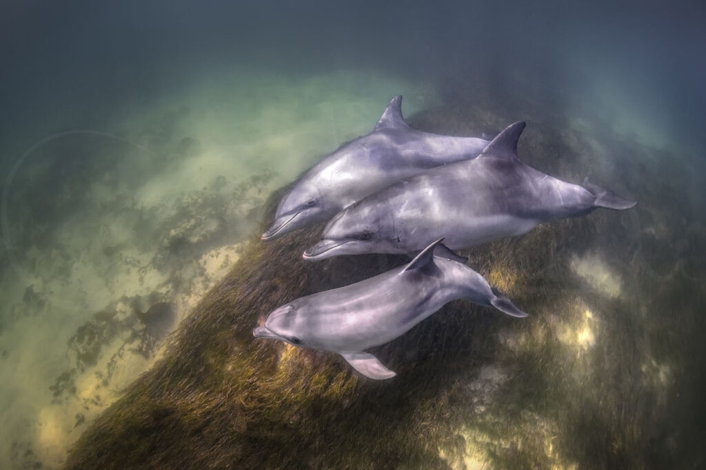 Dolphin Secrets Part 3 – Dolphins showing social bonds, rescue behaviour, parenting, and cooperation with humans in the wild