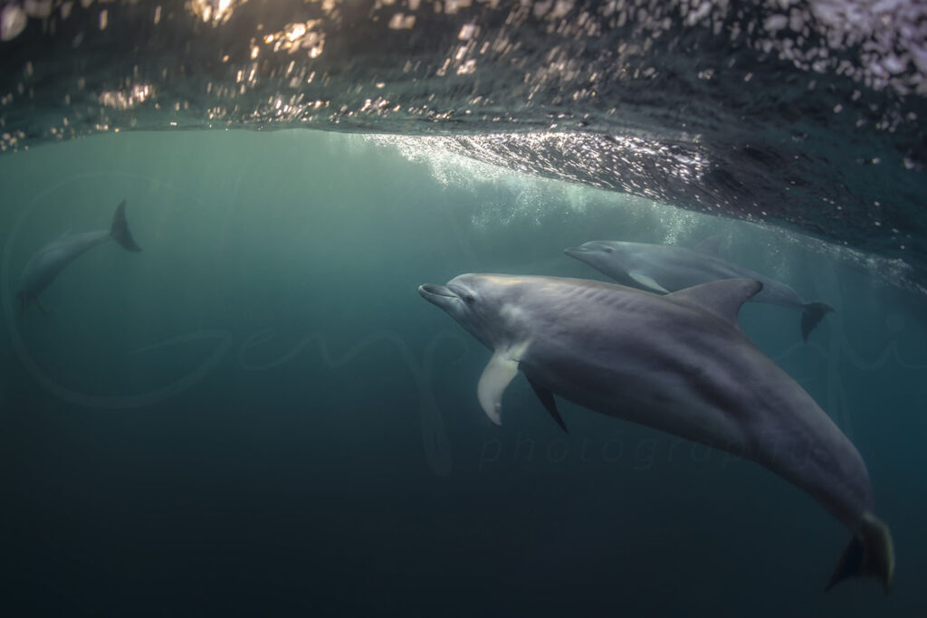 Dolphin Secrets Part 3 – Dolphins showing social bonds, rescue behaviour, parenting, and cooperation with humans in the wild
