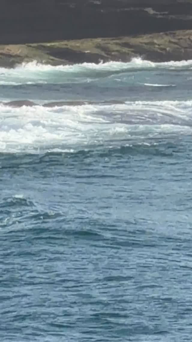 #goodmorning #Bronte #Australia #dolphin #surf #surfline #dolphins #BronteBeach #feelnewsydney #feelnsw 
#exploreaustralia #Bondi #bondibeach #ilovesydney #seeaustralia #sunrise
#bondilife landscapephotography #seascapes  #photograpy #art #discoverearth