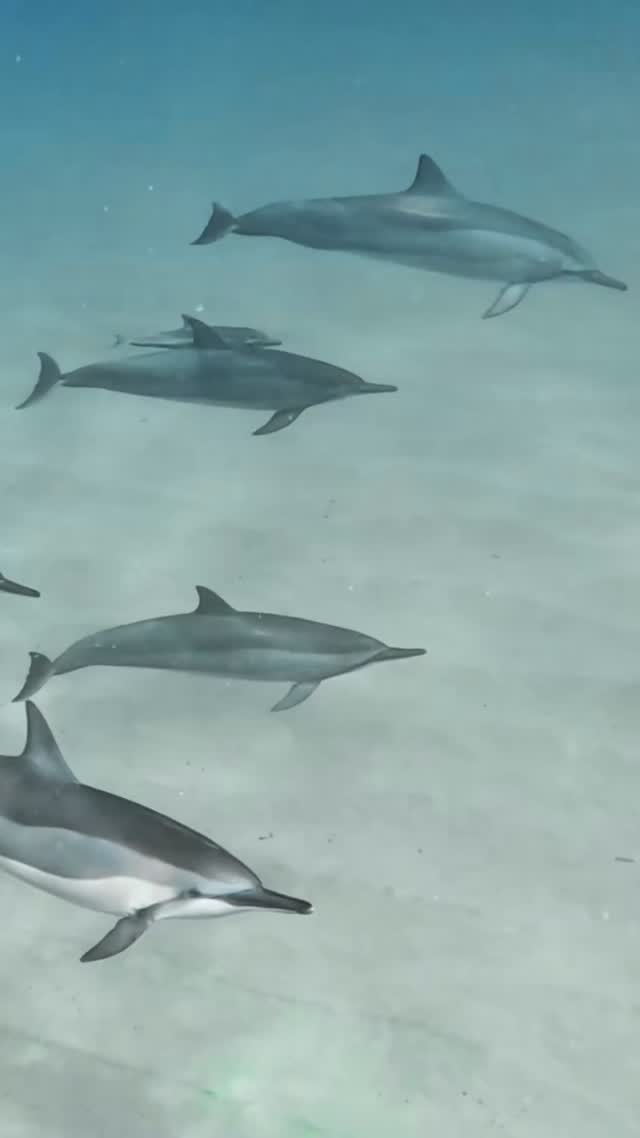 #dolphins #hawaii #Oahu #ocean #friends #discoverearth #dolphin #conection #hawaiilife #eyetoeye #dolphin #adventure #happylife #sunshine #underwater #sea #wildlife