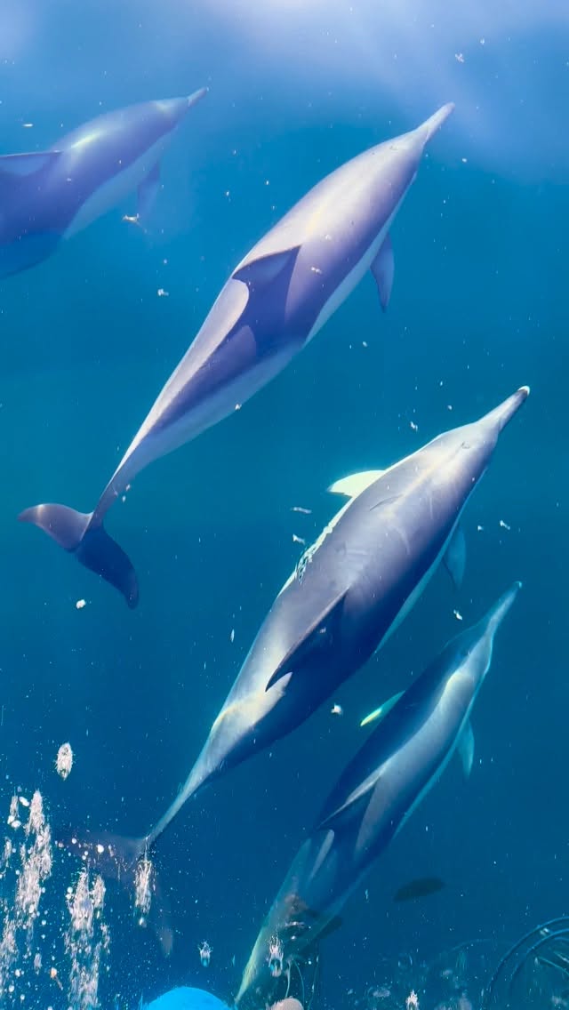 Dolphin magic 🩵