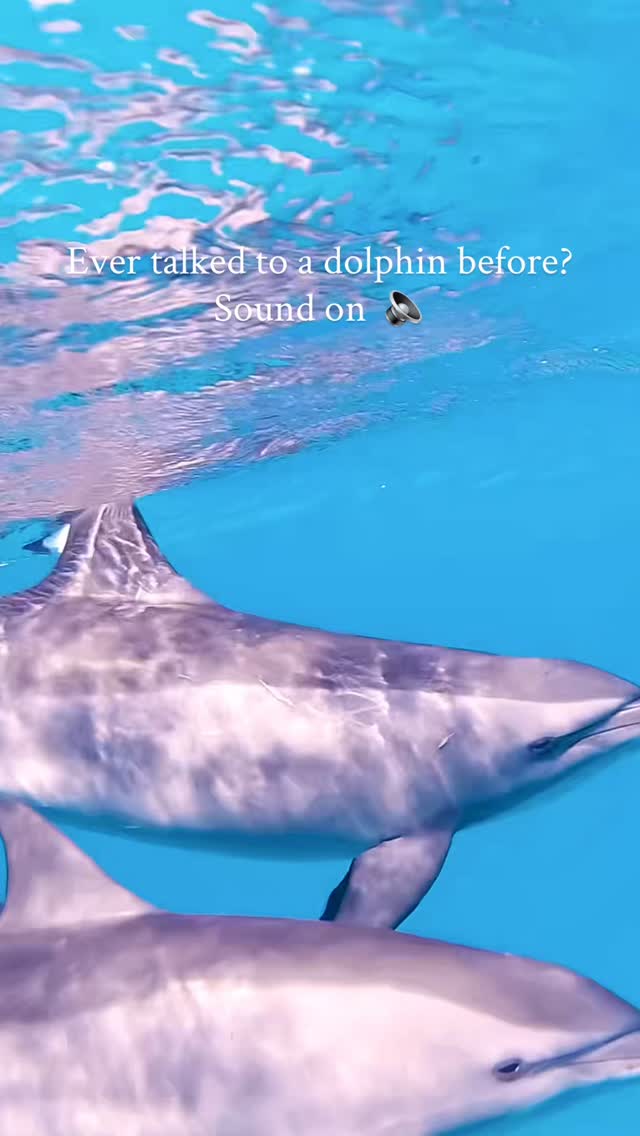One of the most amazing encounters from my last trip to Egypt.
As soon as I started making sounds, this spinner dolphin swam straight toward me. It came incredibly close, looked directly into my eyes, then began circling around me, spinning and twisting as we moved together.

Every sound I made got a response. It was a real interaction, almost a conversation. A pure connection. It felt like meeting a friend you have known for a long time.