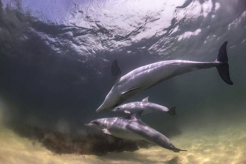 Dolphin Secrets Part 4 – Dolphins communicating, playing, and navigating with sound – exploring signature whistles, echolocation, and complex behaviour in the wild