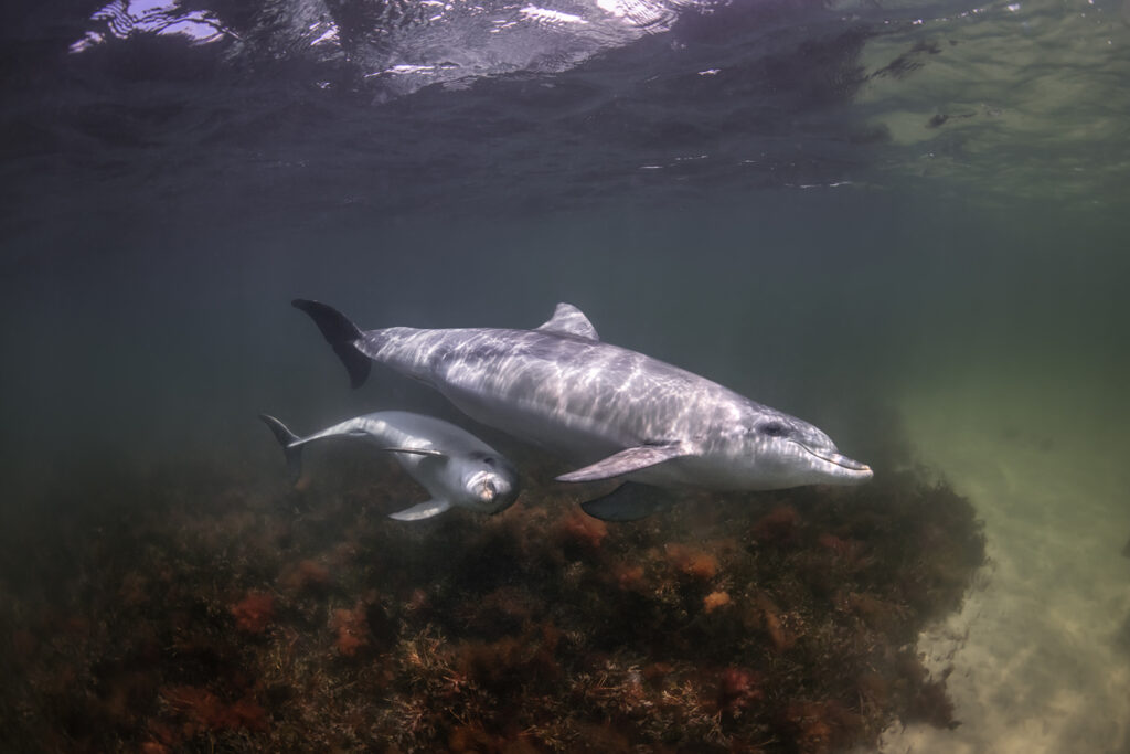 Dolphin Secrets Part 4 – Communication, Play, and Sound