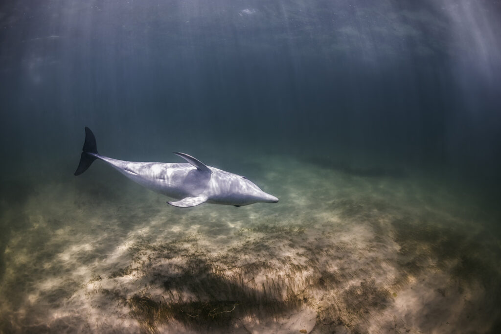 Dolphin Secrets Part 4 – Dolphins communicating, playing, and navigating with sound – exploring signature whistles, echolocation, and complex behaviour in the wild