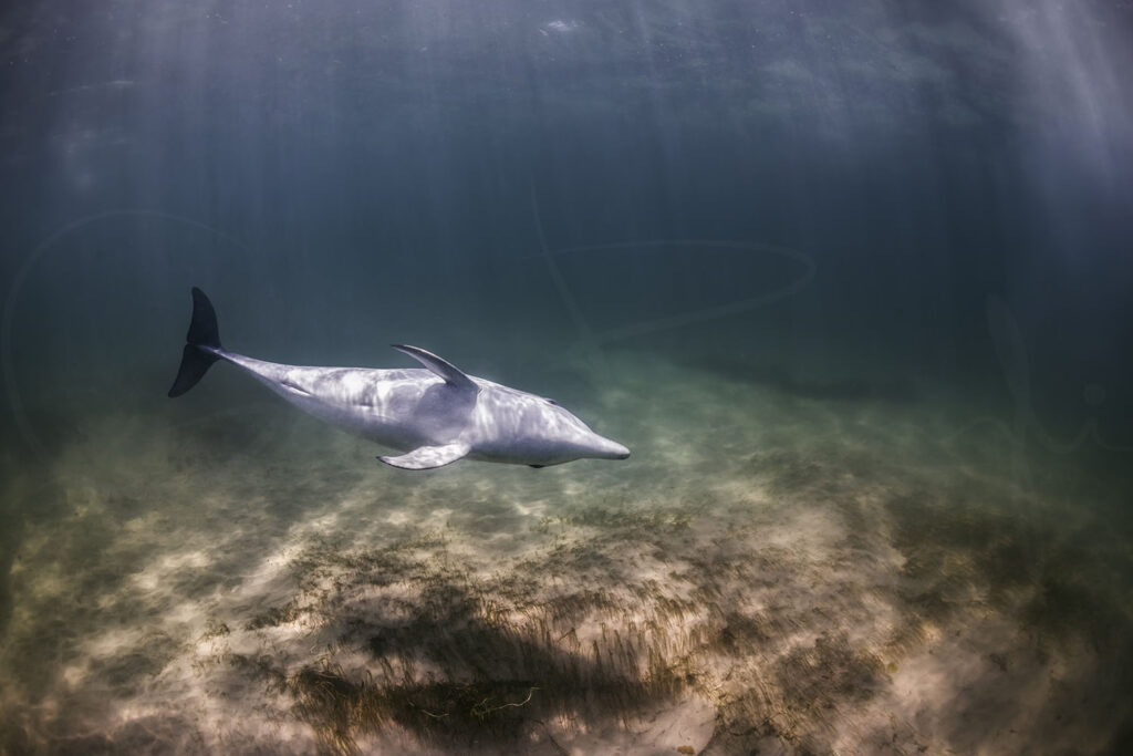 Dolphin Secrets Part 4 – Dolphins communicating, playing, and navigating with sound – exploring signature whistles, echolocation, and complex behaviour in the wild