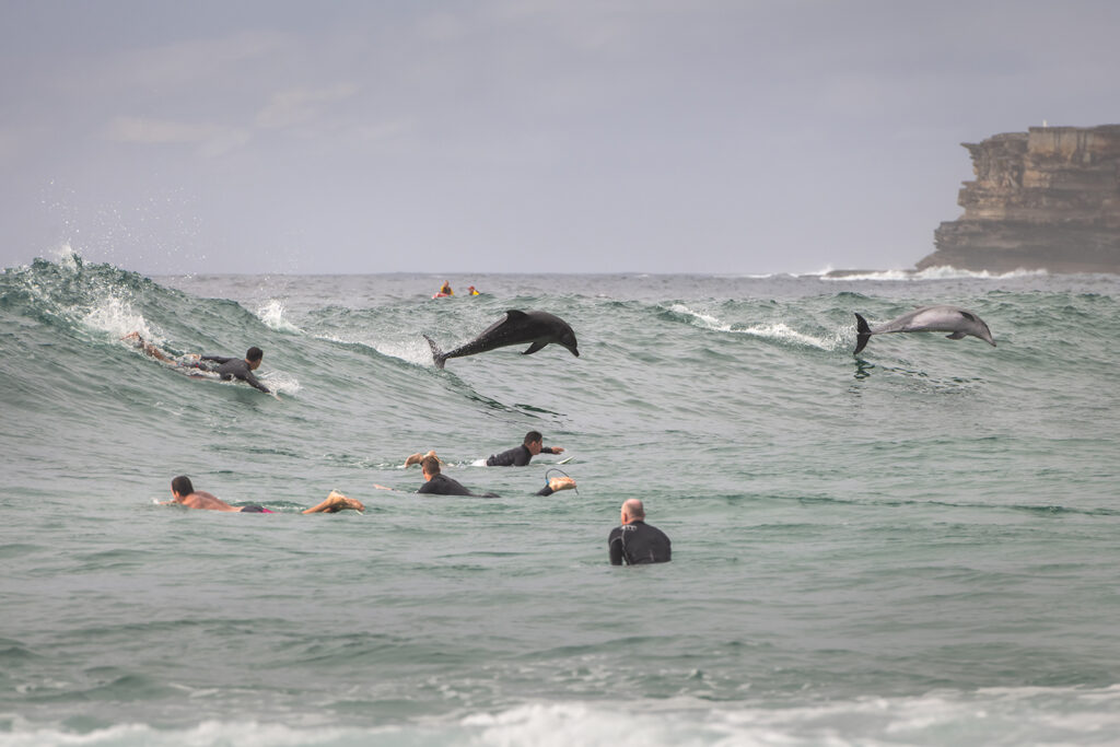 Dolphin Secrets Part 4 – Dolphins communicating, playing, and navigating with sound – exploring signature whistles, echolocation, and complex behaviour in the wild