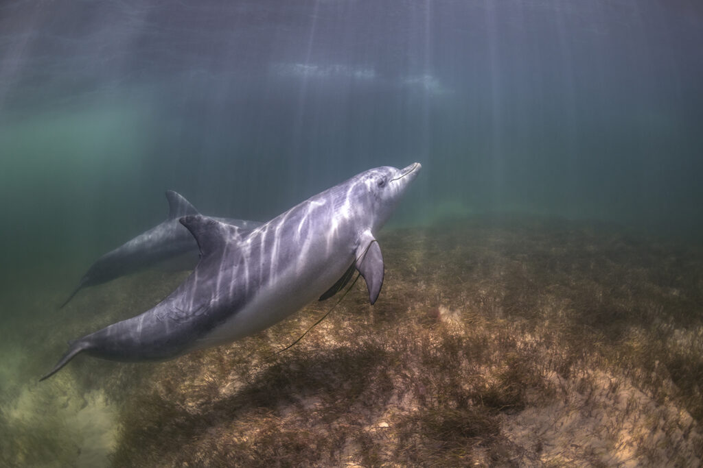 Dolphin Secrets Part 4 – Dolphins communicating, playing, and navigating with sound – exploring signature whistles, echolocation, and complex behaviour in the wild