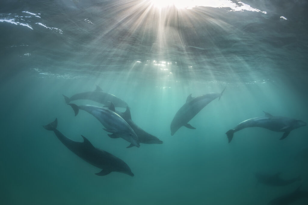 Dolphin Secrets Part 4 – Dolphins communicating, playing, and navigating with sound – exploring signature whistles, echolocation, and complex behaviour in the wild
