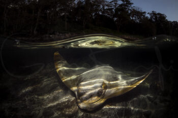 Award-winning underwater photograph of an eagle ray gliding through shallow water on the South Coast of New South Wales.