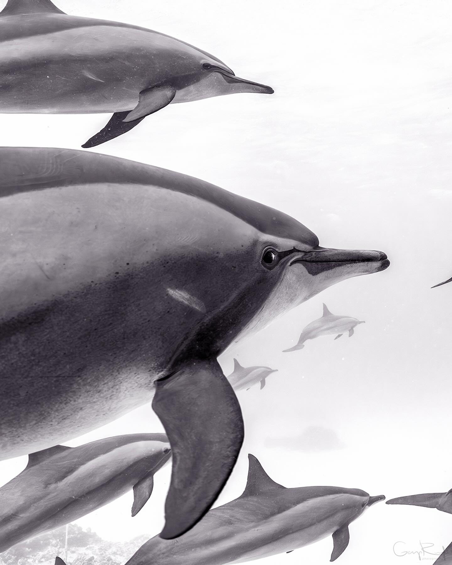 ‘Inner Circle’

#connection #sataya #egypt 
#dolphin #ocean #adventure #happylife #redsea#underwater #sea #wildlife #discoverearth