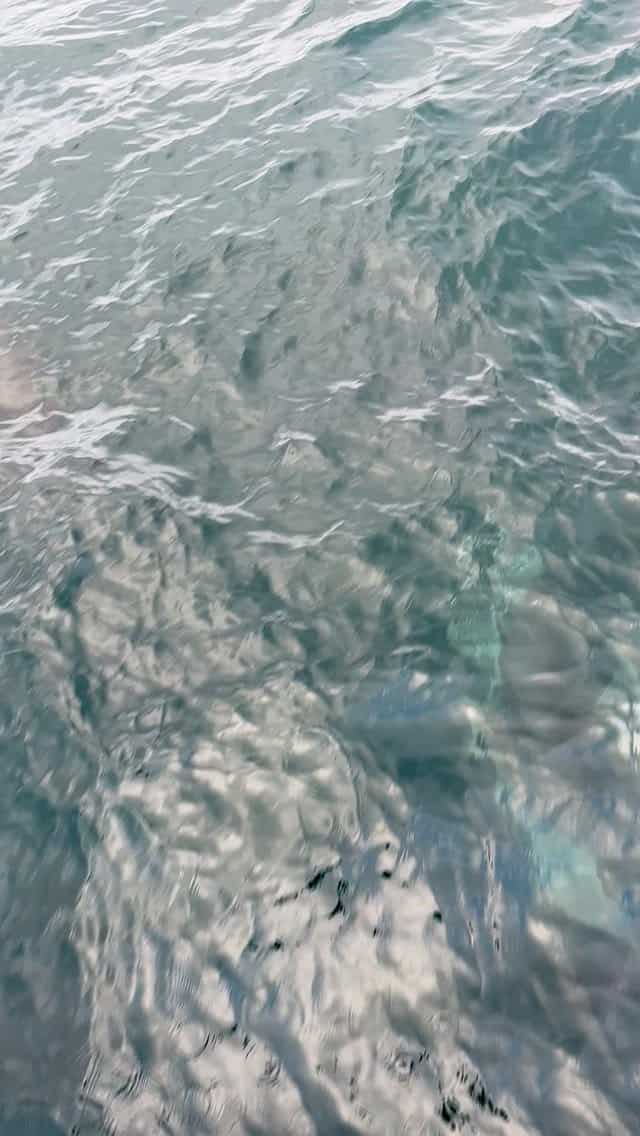 Cute newborn dolphin baby 🩵